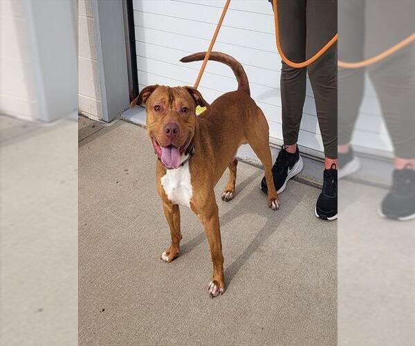 Medium Photo #1 American Staffordshire Terrier-Unknown Mix Puppy For Sale in Louisville, KY, USA