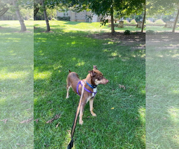 Medium Photo #20 Australian Shepherd-Unknown Mix Puppy For Sale in Germantown, OH, USA