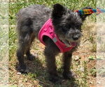 Small #3 Miniature Schnauzer Mix