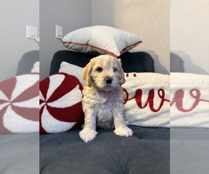 Australian Labradoodle-Sheepadoodle Mix Puppy for sale in PARKER, CO, USA