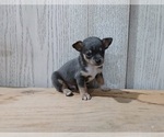 Small #2 Chihuahua