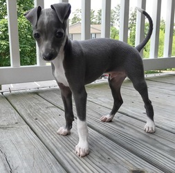 blue italian greyhound puppies for sale near me