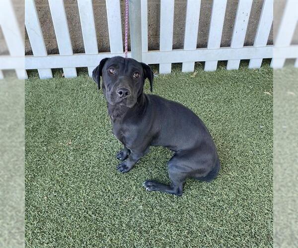 Medium Photo #1 Dachshund-Unknown Mix Puppy For Sale in Modesto, CA, USA