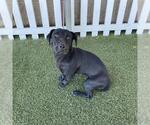 Small Dachshund Mix