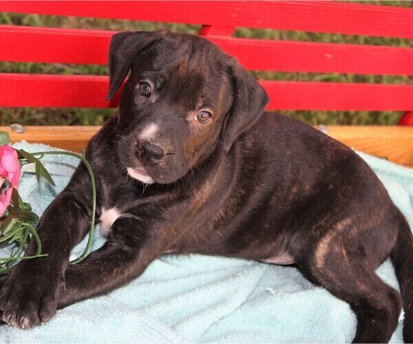 View Ad Cane CorsoLabrador Retriever Mix Puppy for Sale near Maryland