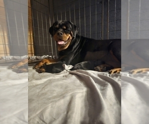 Mother of the Rottweiler puppies born on 12/13/2023