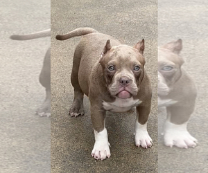 American Bully Puppy for sale in EUCLID, OH, USA