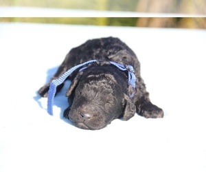 Goldendoodle Puppy for sale in UNION CITY, TN, USA