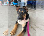 Small #1 German Shepherd Dog Mix