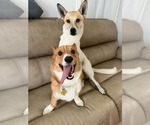 Small Photo #2 Pembroke Welsh Corgi Puppy For Sale in Sandy, UT, USA