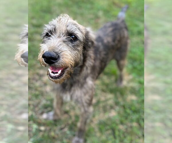 Medium Photo #6 Mutt Puppy For Sale in Conway, AR, USA