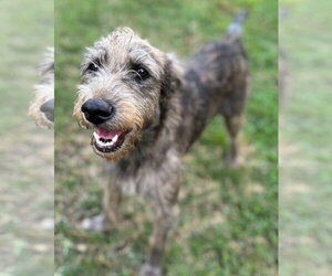 Andy and Benji - Male Mutt Dog for Adoption - Photo #6