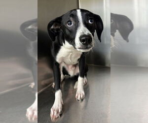 Spaniel-Unknown Mix Dogs for adoption in La Porte, IN, USA