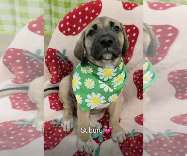 Medium Photo #1 Shepradors Puppy For Sale in SHERBURNE, NY, USA