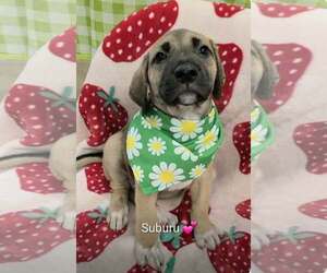 Shepradors Dogs for adoption in SHERBURNE, NY, USA