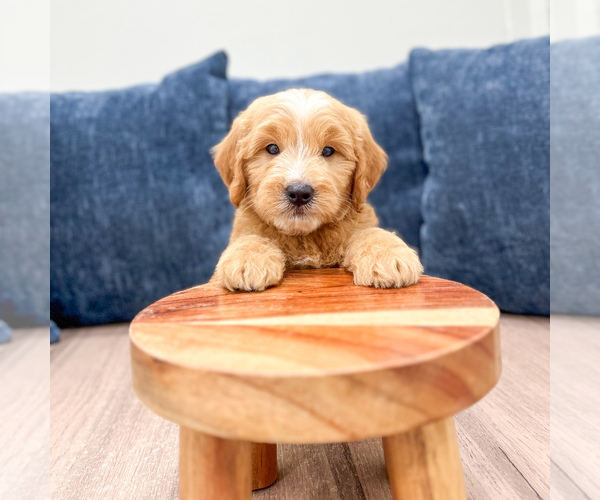 Medium Photo #2 Goldendoodle (Miniature) Puppy For Sale in MILLERSBURG, OH, USA