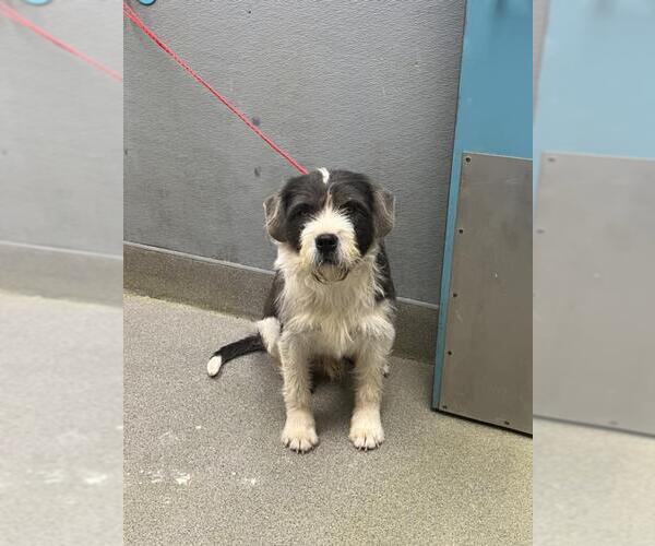 Medium Photo #1 Mutt Puppy For Sale in Las Vegas, NV, USA