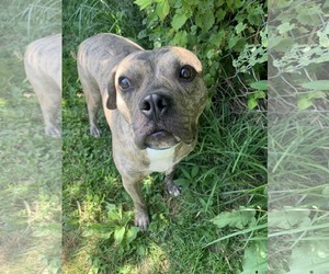 Willy - Male Bulldog-Unknown Mix Dog for Adoption - Photo #10
