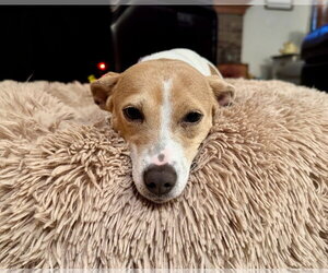 Mama Peaches - Female Chihuahua-Unknown Mix Dog for Adoption - Photo #8