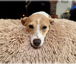 Small Photo #8 Chihuahua-Unknown Mix Puppy For Sale in Grafton, WI, USA