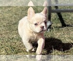 Small #12 French Bulldog