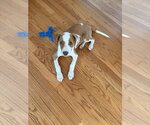 Small #1 Mutt