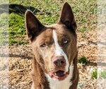 Small Akita-Huskies  Mix