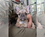 Small Photo #3 French Bulldog Puppy For Sale in MCKINLEYVILLE, CA, USA