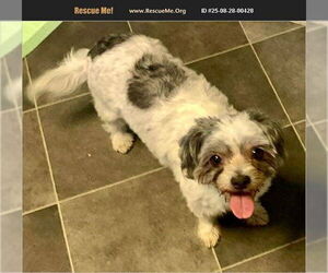 Shih Tzu Dogs for adoption in Benton, PA, USA
