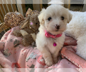 Maltipoo Puppy for sale in ROSEMEAD, CA, USA