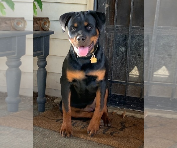 Medium Photo #21 Rottweiler Puppy For Sale in VONORE, TN, USA