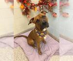 Small Black Mouth Cur-Rhodesian Ridgeback Mix
