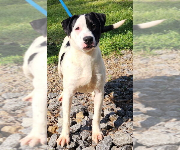 Medium Photo #4 Labrador Retriever-Unknown Mix Puppy For Sale in Wetumpka, AL, USA