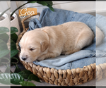 Puppy Geo Golden Retriever