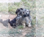 Image preview for Ad Listing. Nickname: Litter of 4