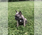 Small Photo #44 French Bulldog Puppy For Sale in WHITTIER, CA, USA