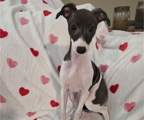 Medium Photo #3 Italian Greyhound Puppy For Sale in NESBIT, MS, USA