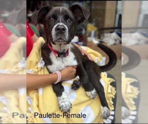 Labrador Retriever-Unknown Mix Dogs for adoption in Sterling, MA, USA