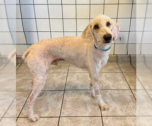 Miniature Labradoodle Dogs for adoption in Downey, CA, USA
