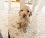 Small #5 Labradoodle