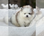 Small #1 Pomeranian