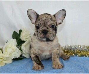 French Bulldog Puppy for sale in FREDERICKSBG, OH, USA