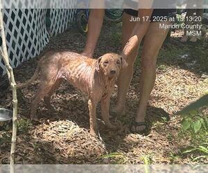 Mutt Dogs for adoption in Ocala, FL, USA