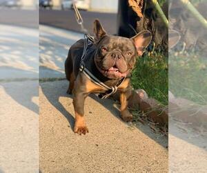French Bulldog Puppy for sale in HAZARD, CA, USA