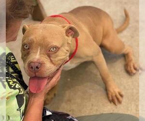 American Pit Bull Terrier Dogs for adoption in Tulsa, OK, USA