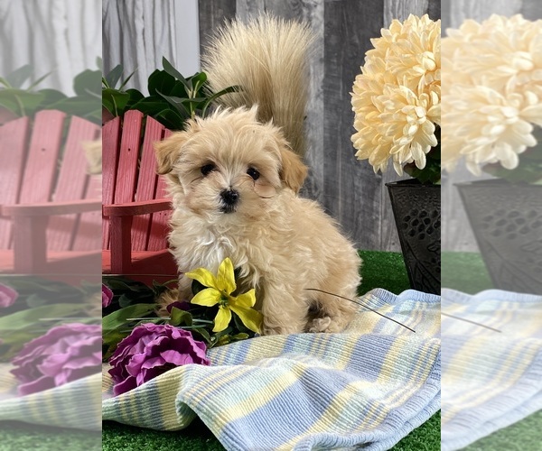 Medium Photo #3 Maltipoo (Toy) Puppy For Sale in CANOGA, NY, USA