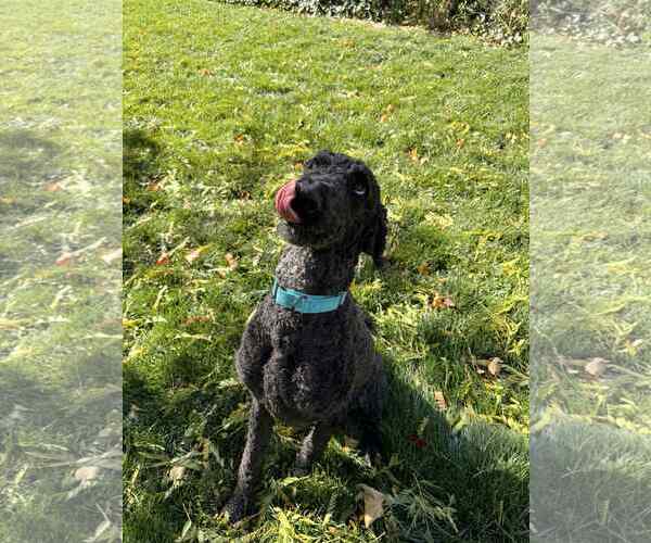 Medium Photo #12 Labrador Retriever-Unknown Mix Puppy For Sale in Sandy, UT, USA