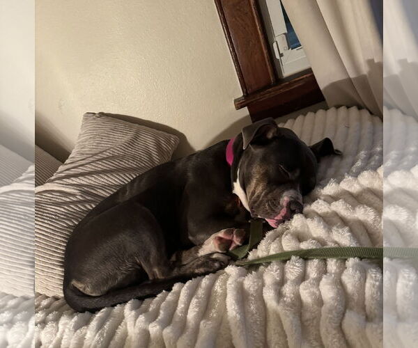 Medium Photo #3 American Pit Bull Terrier-Unknown Mix Puppy For Sale in Fargo, ND, USA