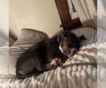 Small #2 American Pit Bull Terrier Mix