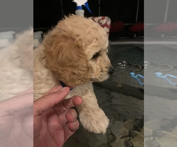 Medium Photo #14 Goldendoodle (Miniature) Puppy For Sale in EDGEWATER, FL, USA